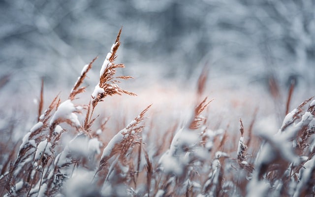 Free download snow grass nature free picture to be edited with GIMP free online image editor
