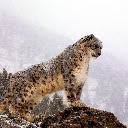 Snow King Reigning on High  screen for extension Chrome web store in OffiDocs Chromium