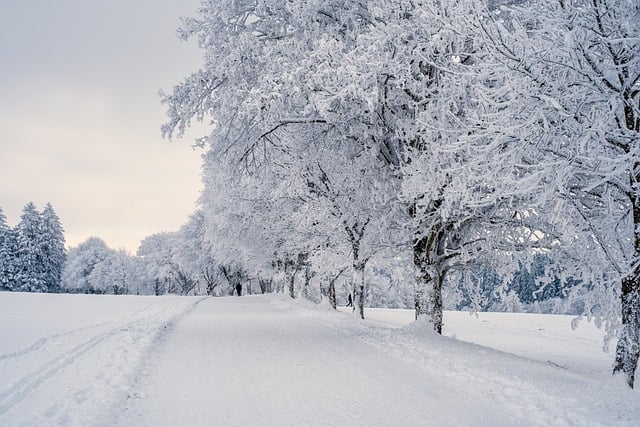 Free download snow landscape trees free picture to be edited with GIMP free online image editor