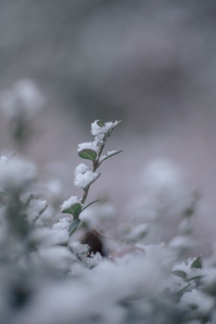 Free download snow leaf winter plant cold free picture to be edited with GIMP free online image editor