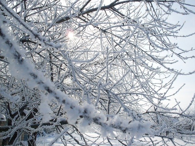 Free download Snow Leann Frost -  free photo or picture to be edited with GIMP online image editor