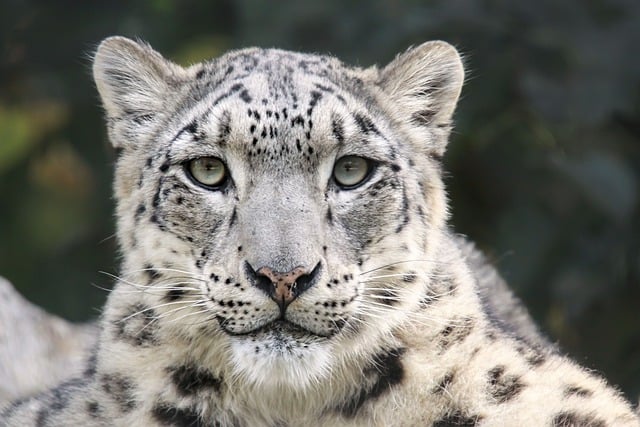 Free download snow leopard feline predator free picture to be edited with GIMP free online image editor