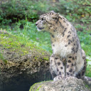 Snow Leopard Sitting on a Rock  screen for extension Chrome web store in OffiDocs Chromium