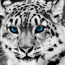 Snow Leopard Theme  screen for extension Chrome web store in OffiDocs Chromium