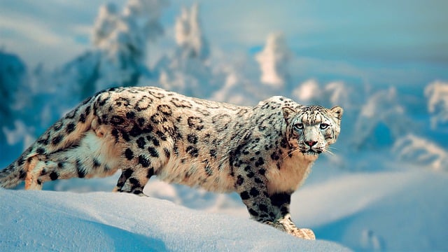 Free download snow leopard wild cat big cat free picture to be edited with GIMP free online image editor