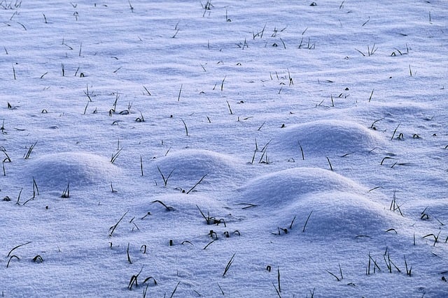 Free download snow meadow molehills free picture to be edited with GIMP free online image editor