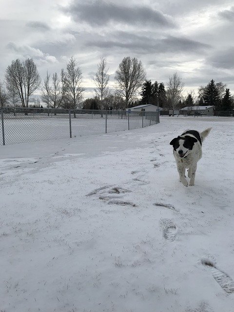 Free download Snow Montana Dog Walking -  free photo or picture to be edited with GIMP online image editor