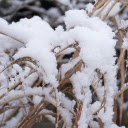 Snow on dry grass  screen for extension Chrome web store in OffiDocs Chromium