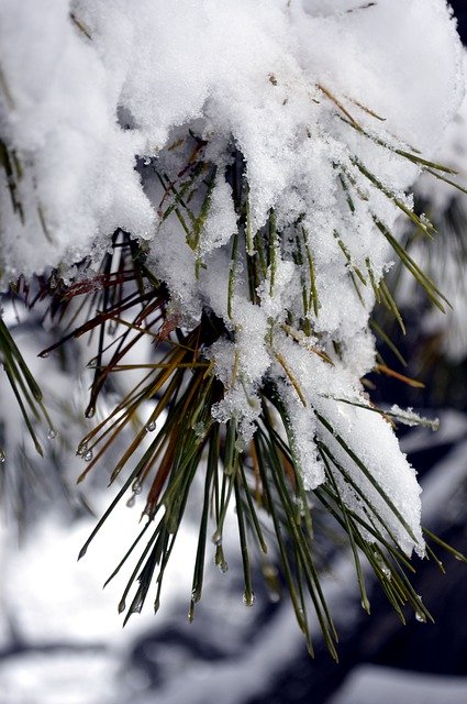 Free download Snow Pine Winter -  free free photo or picture to be edited with GIMP online image editor
