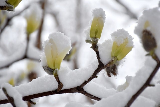 Free download snow snow scene flower natural free picture to be edited with GIMP free online image editor