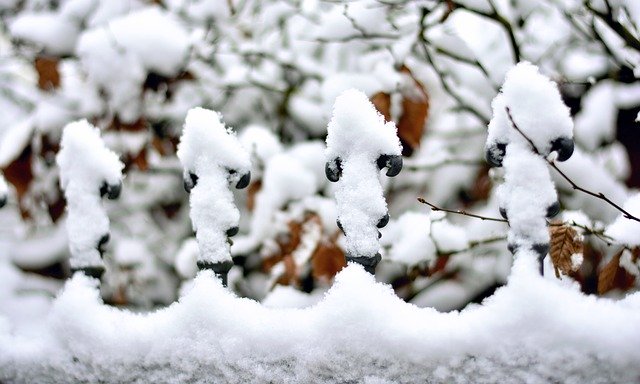 Free download Snow Snowy Fence -  free photo or picture to be edited with GIMP online image editor