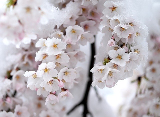 Free download Snow Spring Beautiful -  free photo or picture to be edited with GIMP online image editor