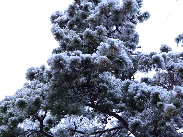 Unduh gratis Snow Storm Pine - foto atau gambar gratis untuk diedit dengan editor gambar online GIMP