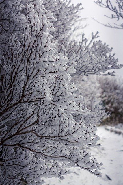 免费下载 Snow Travel Tree - 使用 GIMP 在线图像编辑器编辑的免费照片或图片