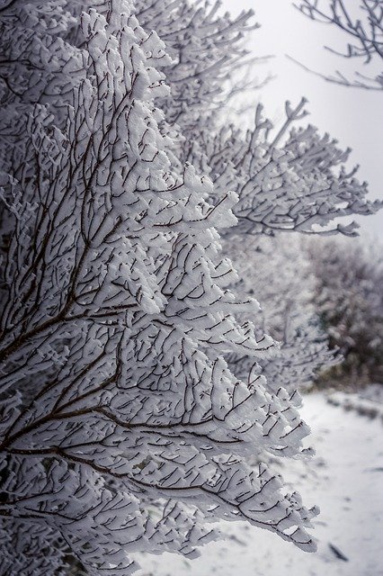 Gratis download Snow Travel Tree - gratis foto of afbeelding om te bewerken met GIMP online afbeeldingseditor