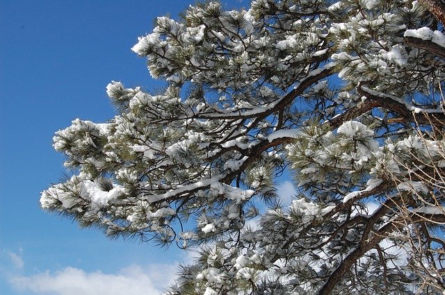 Free download Snow Tree Nature -  free illustration to be edited with GIMP free online image editor