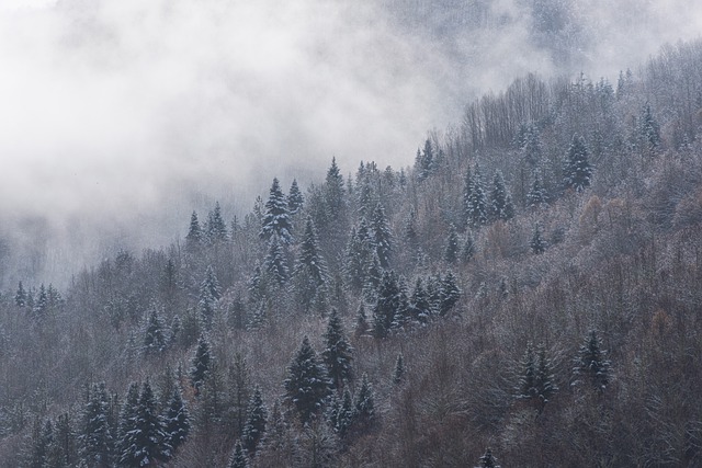 Free download snow trees fog pine trees mountain free picture to be edited with GIMP free online image editor