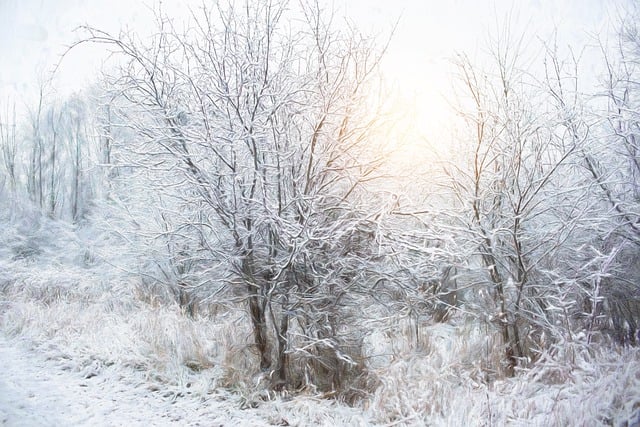Free download snow trees forest woods scene free picture to be edited with GIMP free online image editor
