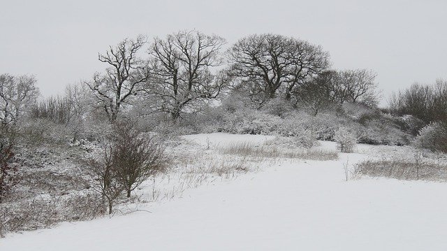 Free download Snow Trees Frozen -  free photo or picture to be edited with GIMP online image editor