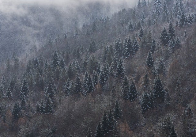 Free download snow trees mountain pine trees free picture to be edited with GIMP free online image editor