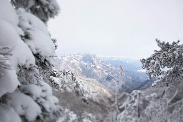 Free download snow trees mountain winter frost free picture to be edited with GIMP free online image editor