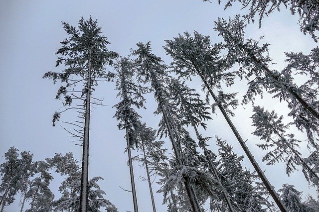 Muat turun percuma templat foto percuma Snow Trees Winter untuk diedit dengan editor imej dalam talian GIMP