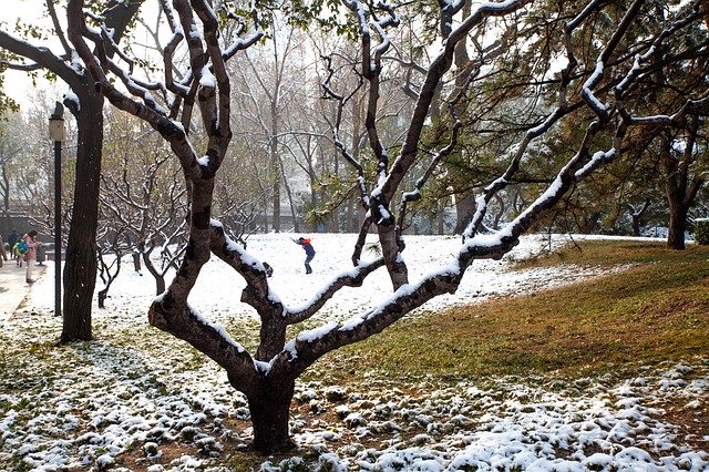 تنزيل مجاني Snow Trees Winter Forest - صورة مجانية أو صورة مجانية ليتم تحريرها باستخدام محرر الصور عبر الإنترنت GIMP