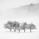 SNOW TREE Theme  screen for extension Chrome web store in OffiDocs Chromium SNOW TREE Theme  screen for extension Chrome web store in OffiDocs Chromium