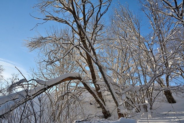 Unduh gratis Snow Tree Winter - foto atau gambar gratis untuk diedit dengan editor gambar online GIMP
