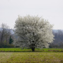 Snow white flower tree  screen for extension Chrome web store in OffiDocs Chromium