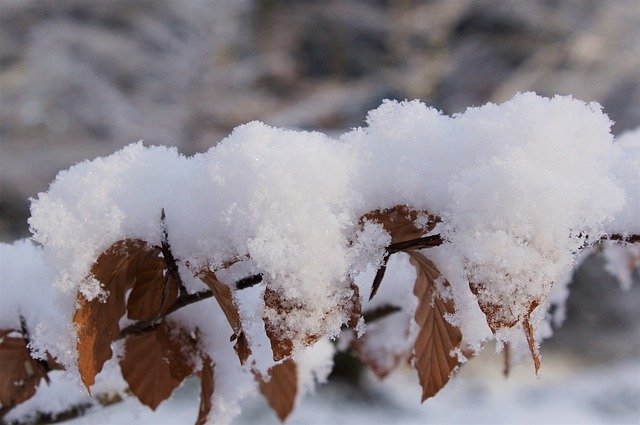 Download gratuito Snow Winter Branch: foto o immagine gratuita da modificare con l'editor di immagini online GIMP