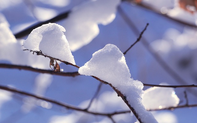 Download gratuito di neve inverno rami gelo ghiaccio immagine gratuita da modificare con l'editor di immagini online gratuito GIMP