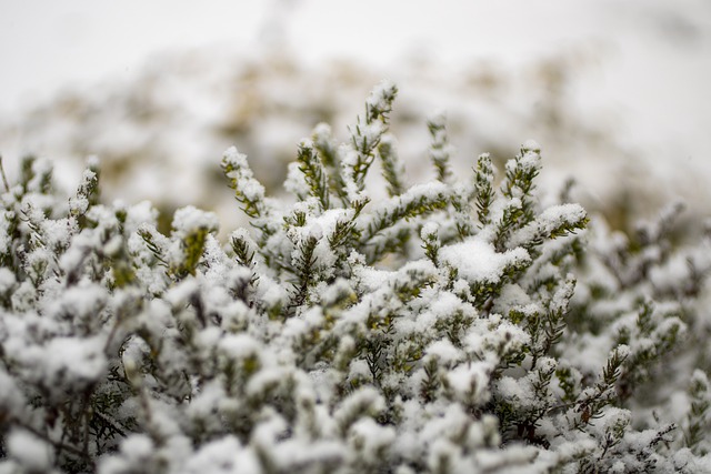 GIMPで編集できる無料ダウンロード雪冬ブッシュ霜氷自然無料画像無料オンライン画像エディタ