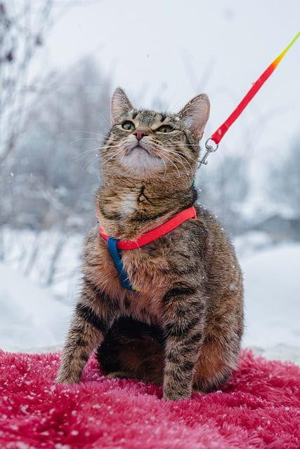 Free download snow winter cat pet kitten feline free picture to be edited with GIMP free online image editor