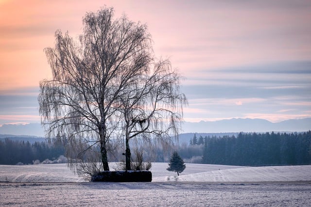Téléchargement gratuit de neige hiver humeur froide arbre calme image gratuite à modifier avec l'éditeur d'images en ligne gratuit GIMP