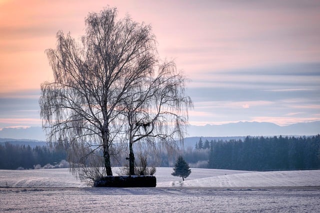 Scarica gratuitamente neve inverno freddo umore albero tranquillo immagine gratuita da modificare con l'editor di immagini online gratuito GIMP