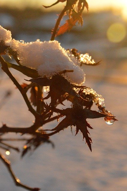 Ücretsiz indir Kar Kış Damlacıkları - GIMP çevrimiçi resim düzenleyiciyle düzenlenecek ücretsiz fotoğraf veya resim