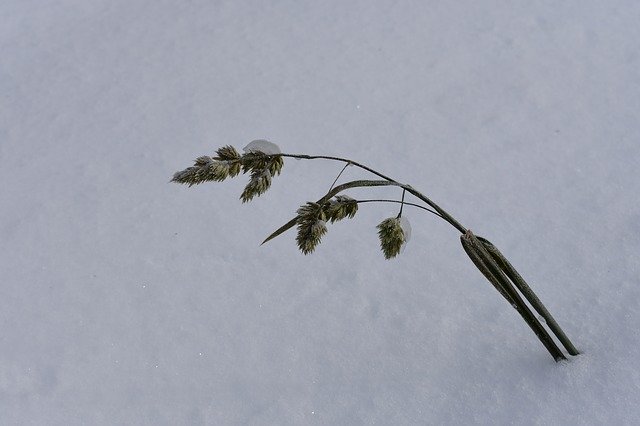 Скачать бесплатно Snow Winter Grass To Fall - бесплатное фото или изображение для редактирования с помощью онлайн-редактора GIMP