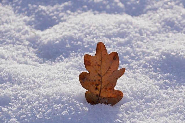 Free graphic snow winter leaf background nature to be edited by GIMP free image editor by OffiDocs