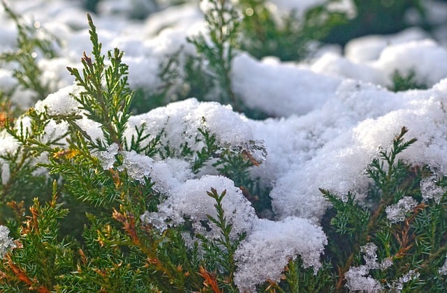 Baixe gratuitamente a imagem gratuita de pinheiros de inverno de neve e abetos para ser editada com o editor de imagens on-line gratuito do GIMP