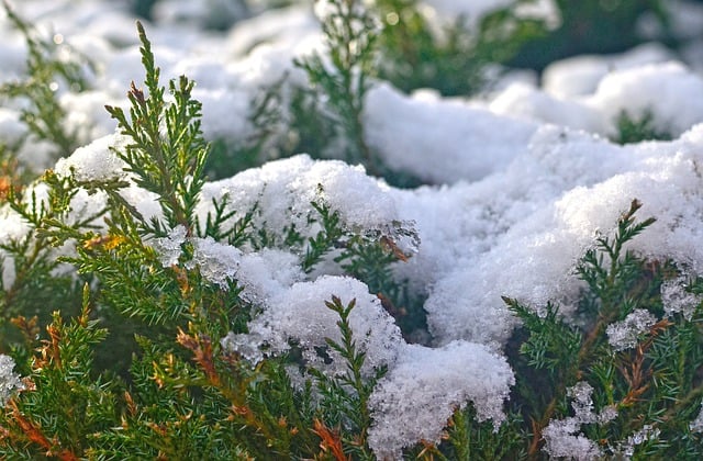 Free download snow winter pine trees spruce free picture to be edited with GIMP free online image editor