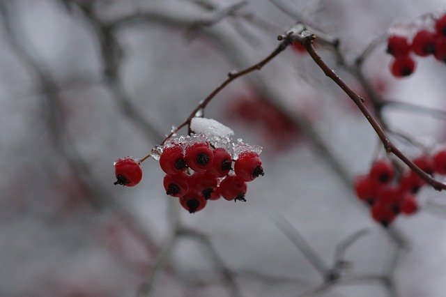 Free picture Snow Winter Red -  to be edited by GIMP free image editor by OffiDocs