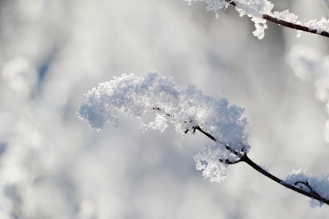 Free download snow winter sprig nature frost free picture to be edited with GIMP free online image editor