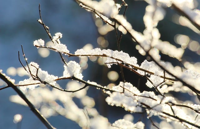 Free download snow winter twigs nature season free picture to be edited with GIMP free online image editor