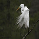 Snowy egret  screen for extension Chrome web store in OffiDocs Chromium