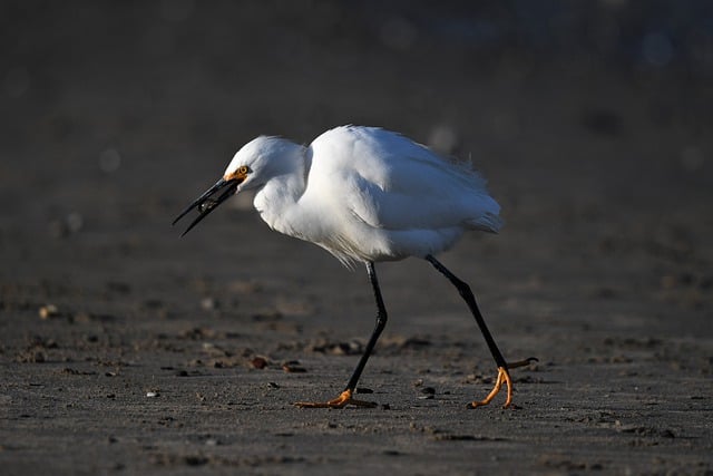 Free download snowy egret bird wildlife free picture to be edited with GIMP free online image editor