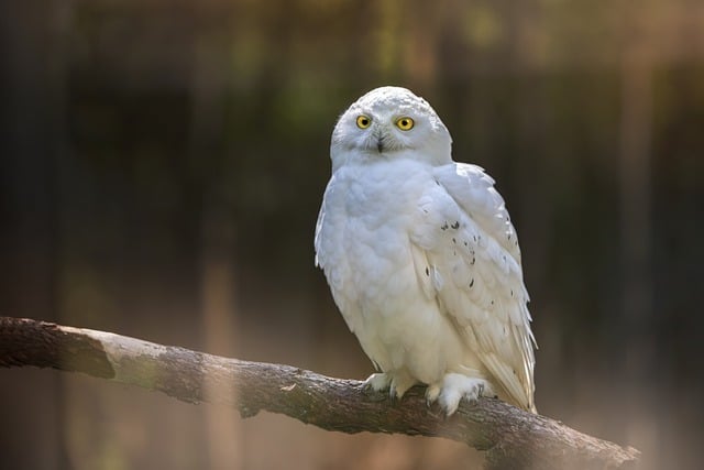 Free download snowy owl owl bird animal free picture to be edited with GIMP free online image editor