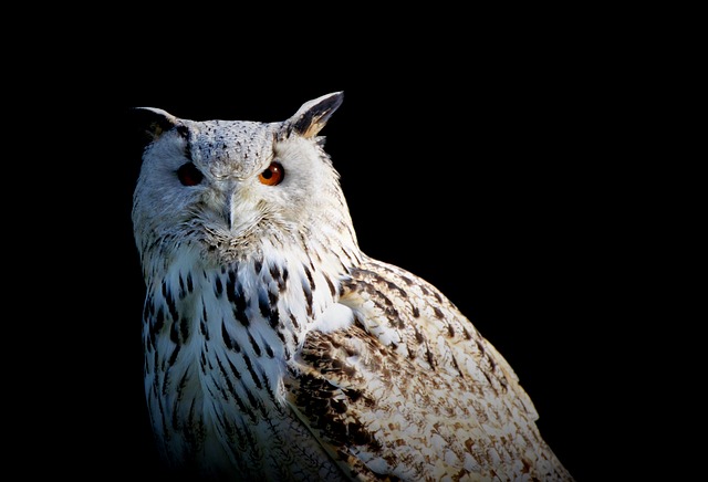 Free download snowy owl owl raptor bird free picture to be edited with GIMP free online image editor