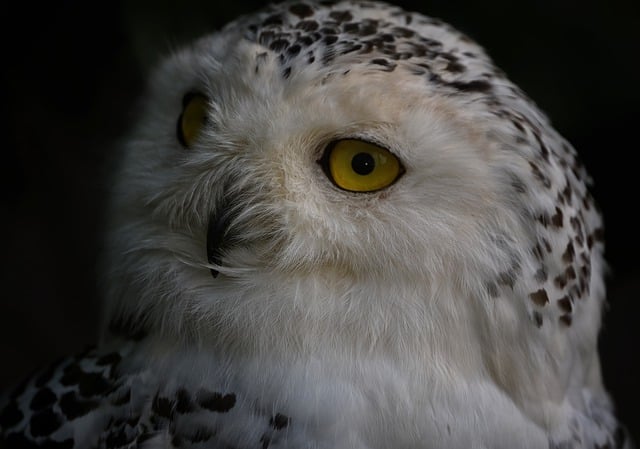 Free download snowy owl polar owl white owl free picture to be edited with GIMP free online image editor