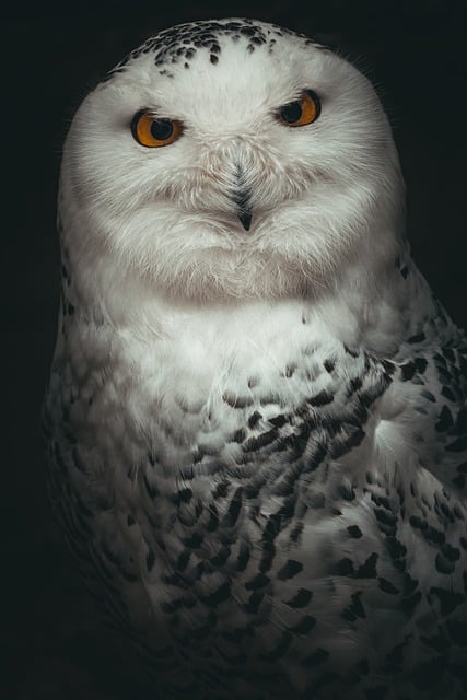 Free download snowy owl polar snow white spotted free picture to be edited with GIMP free online image editor
